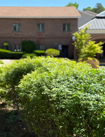 Well-trimmed hedges in front of a brick house