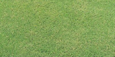Close-up of dense, well-maintained green grass