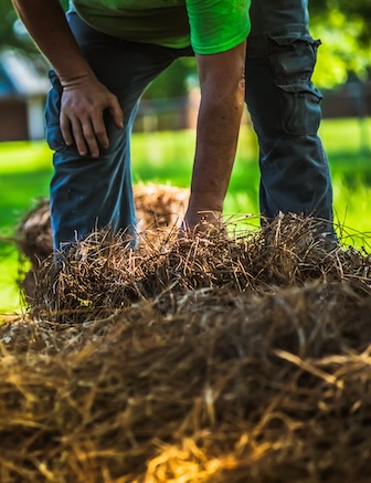 Landscape worker laying fresh pinestraw in a garden flowerbed