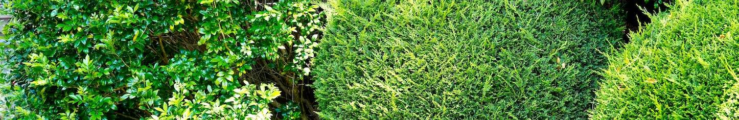 Lawn mower cutting grass in residential yard