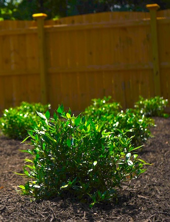 Newly planted shrub in garden bed