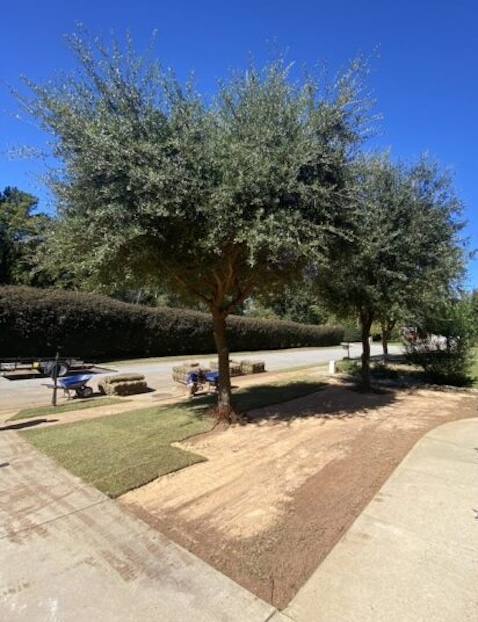 Residential sidewalk shaded by large tree