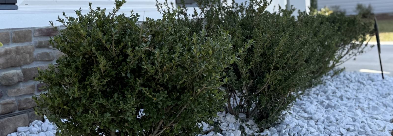 Pruned hedge line in landscaped yard