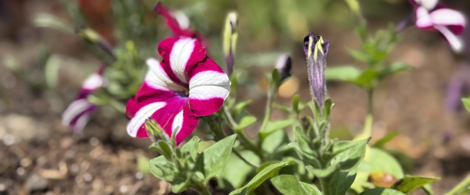 Close-up of blooming pink and white flower