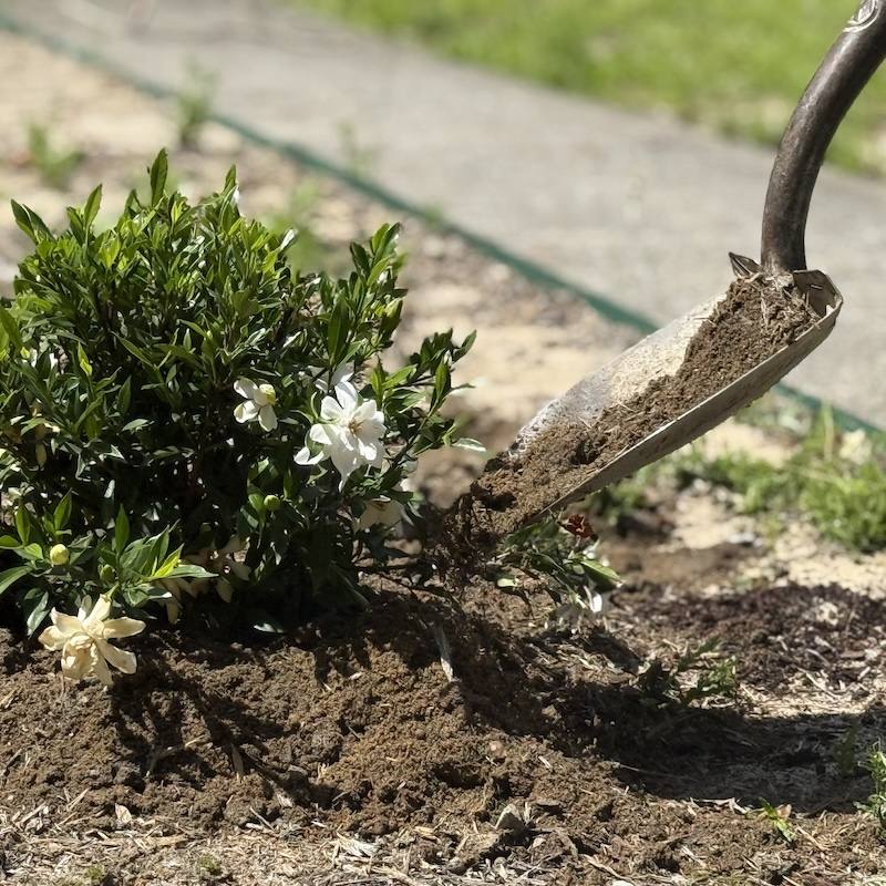 Worker planting shrub in mulch bed