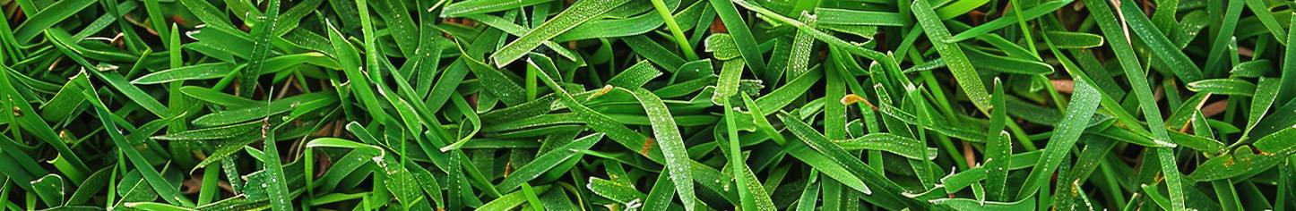 WIDE BLADE ZOYSIA