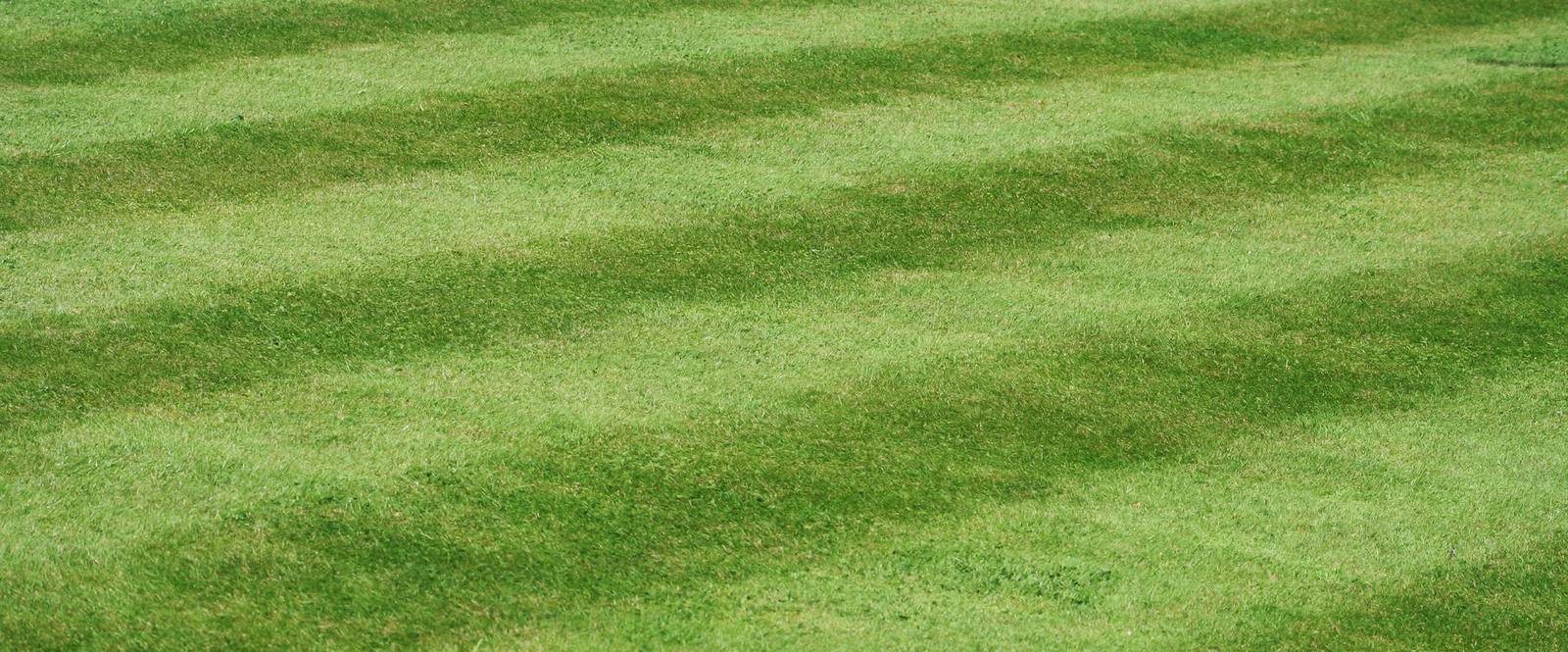 Close-up of freshly mowed striped lawn