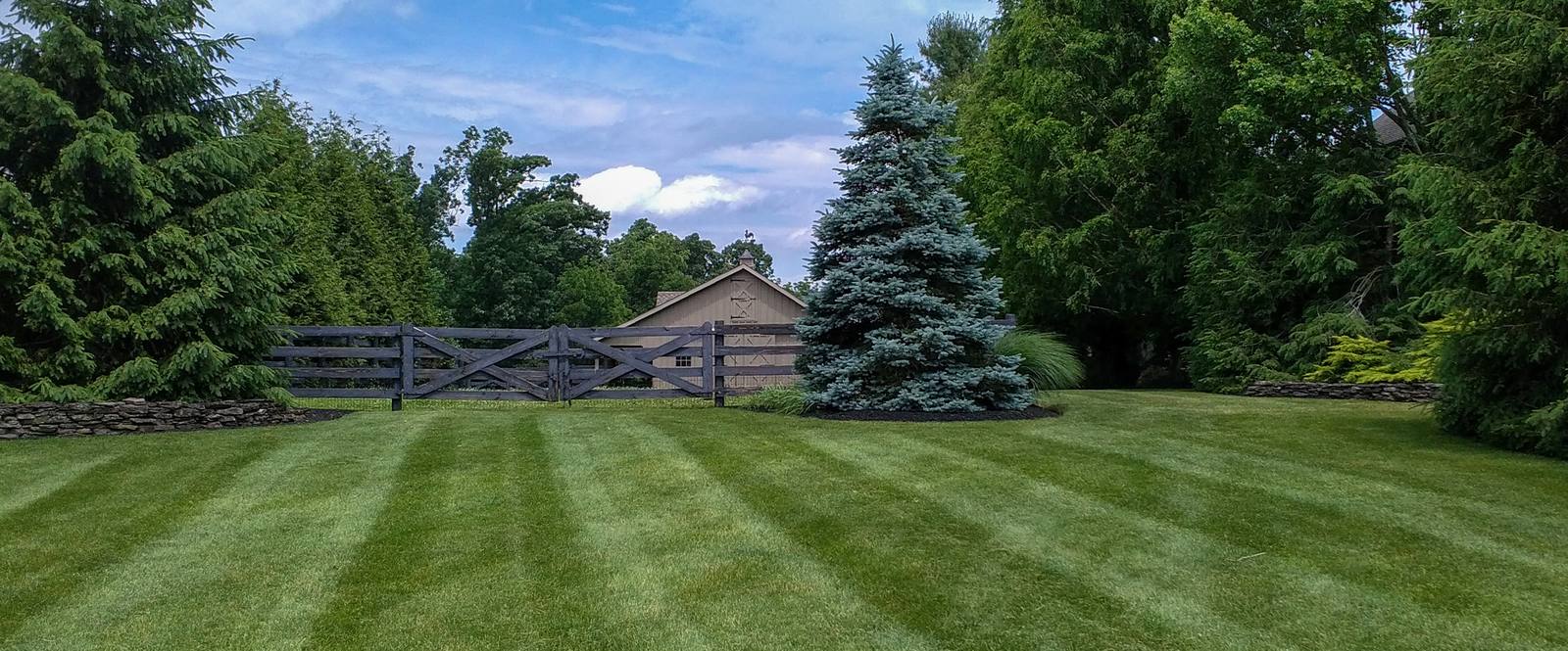 Evergreen trees lining backyard landscape