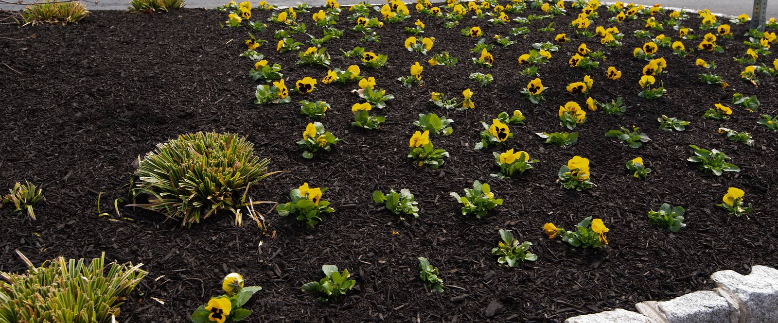 Freshly planted yellow flowers in dark mulch
